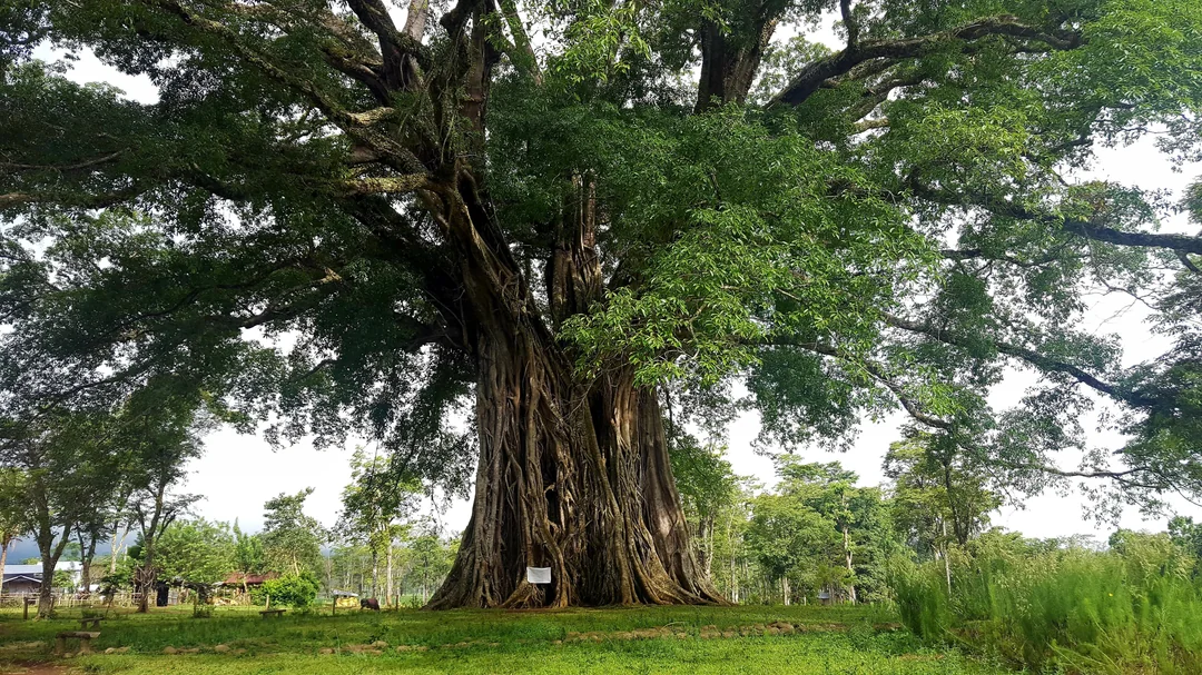 Balete tree